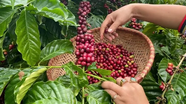 Giá Cà Phê Hôm Nay 2026 – Robusta, Arabica, Nhân Xô & Xuất Khẩu Mới Nhất