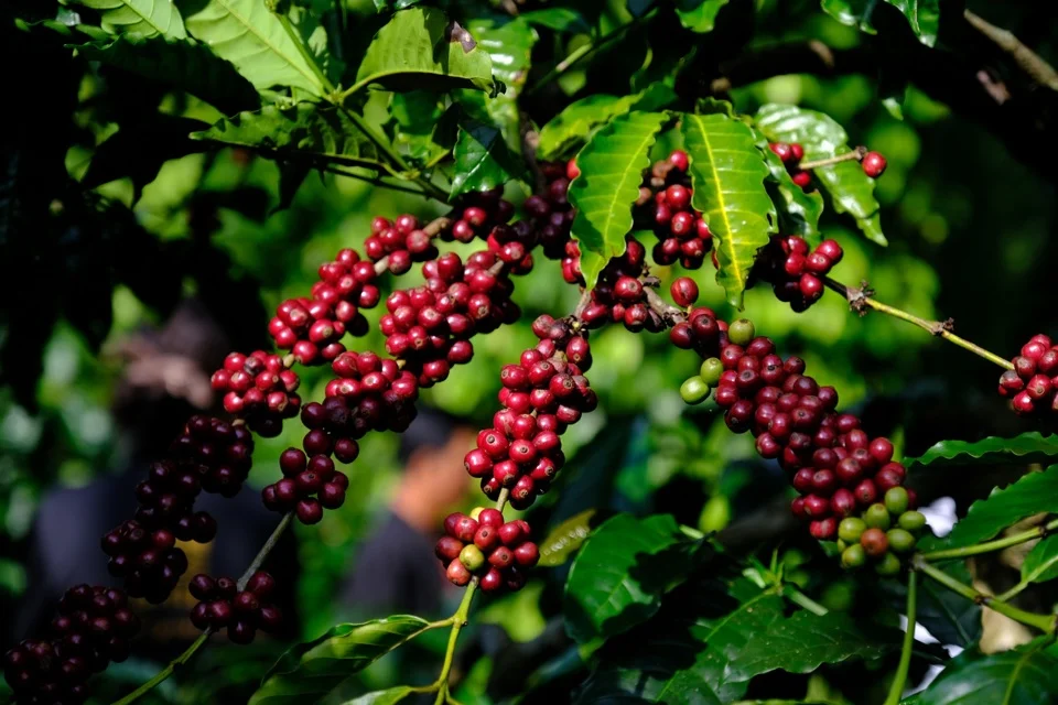Giá Cà Phê Hôm Nay 2/8/2026 – Robusta, Arabica, Nhân Xô Bao Nhiêu?