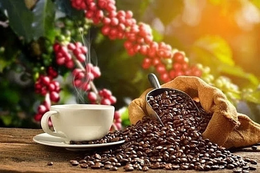 Giá Cà Phê Hôm Nay3/8/2026 – Robusta, Arabica, Cà Phê Nhân Xô Cập Nhật Mới Nhất