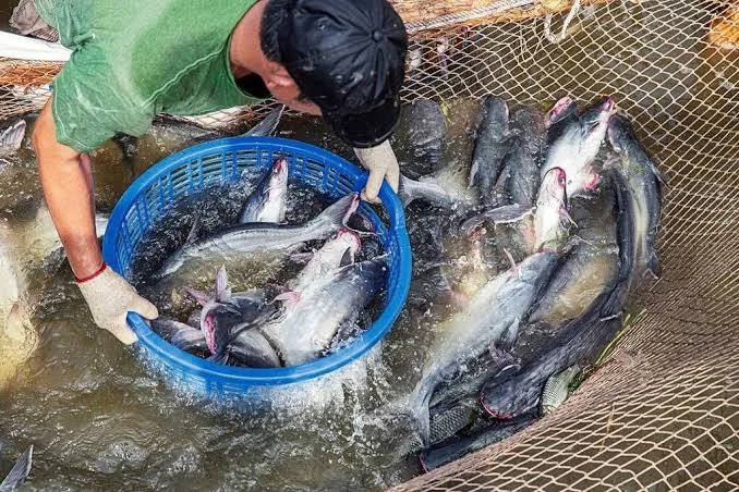 Giá Cá Tra, Cá Basa Tháng 7/2026 – Bảng Giá Xuất Khẩu & Thị Trường Mới Nhất
