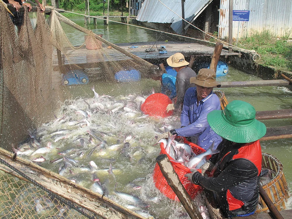 Giá Cá Tra, Cá Basa Tháng 7/2026 – Bảng Giá Mới Nhất & Xu Hướng Thị Trường