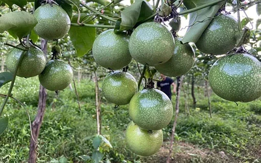 Kỹ Thuật Trồng Chanh Dây Từ A-Z: Chăm Sóc & Thu Hoạch Đạt Năng Suất Cao