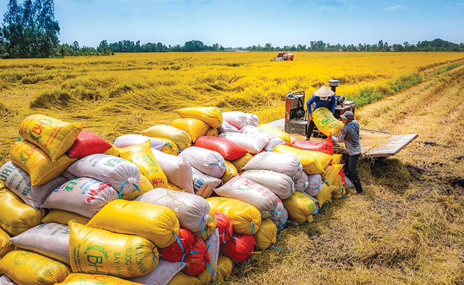 Giá Gạo Xuất Khẩu Hôm Nay Tháng 7/2026 – Cập Nhật Giá Lúa Gạo Mới Nhất
