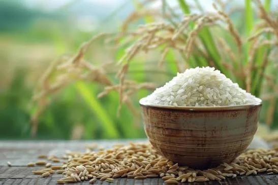 Giá Gạo Xuất Khẩu Hôm Nay Tháng 7/2026 – Cập Nhật Mới Nhất Gạo ST25, Jasmine