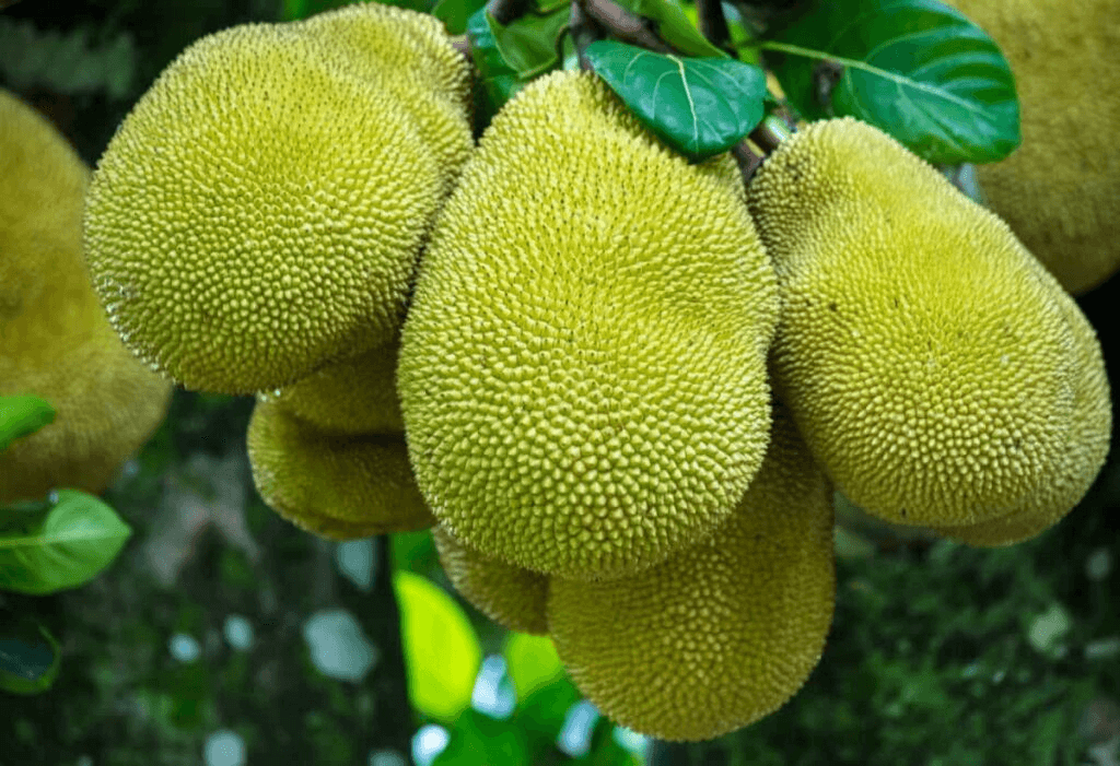 Kỹ Thuật Trồng Mít Thái Siêu Sớm: Chăm Sóc & Thu Hoạch Đúng Cách Để Đạt Năng Suất Cao