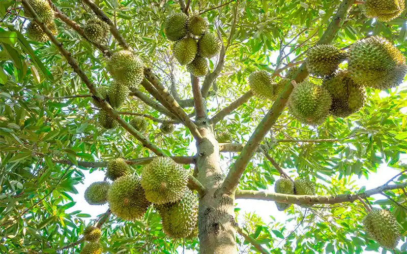 Kỹ Thuật Trồng Sầu Riêng Monthong Đúng Chuẩn – Từ A đến Z Cho Năng Suất Cao