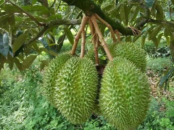 Những Kỹ Thuật Trồng Sầu Riêng Monthong Đúng Chuẩn Từ Trồng Đến Thu Hoạch