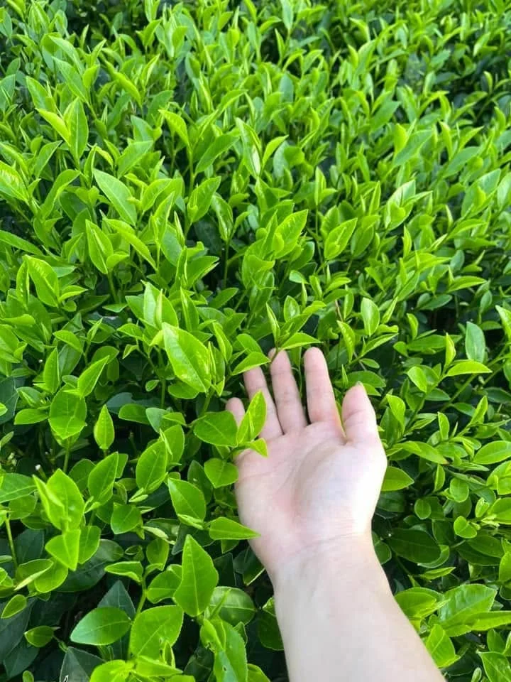 Trà Tân Cương Thái Nguyên Loại 1 Là Gì? Cách Chọn Mua Chuẩn Và Pha Ngon