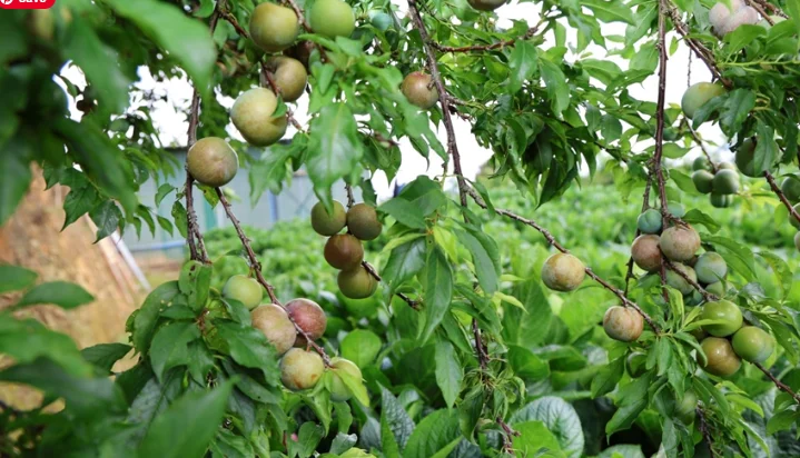 Mận Đà Lạt – Đặc Sản Vùng Cao Nguyên Tươi Ngon, Giá Tốt Giao HCM
