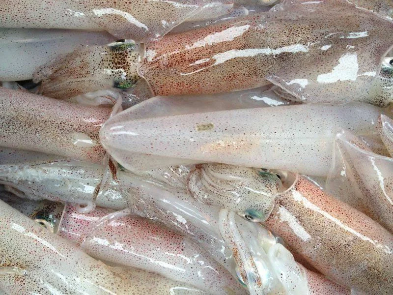 Mực Ống Tươi — Giá Hôm Nay Tháng 8/2026 Và Nhận Biết Mực Ngâm Hóa Chất Trong 3 Giây