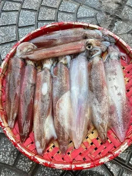 Mực Tươi Nhảy Sống – Giá, Cách Chọn & Mua Online Giao Tận Nhà HCM | Foody24h