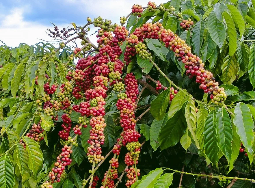 Giá Cà Phê Hôm Nay Tháng 7/2026 – Robusta, Arabica & Cà Phê Nhân Xô Mới Nhất