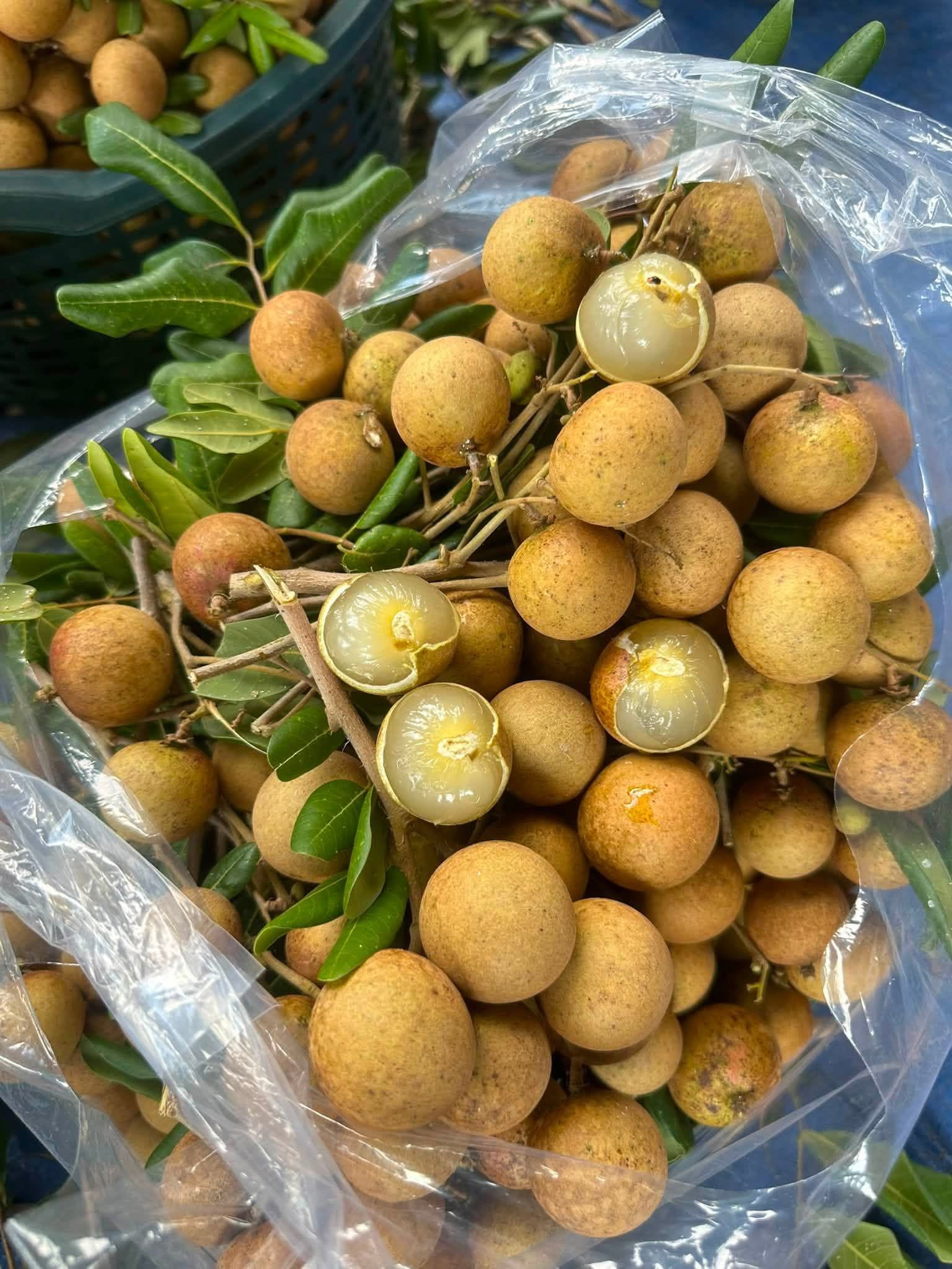 Giá Nhãn Hôm Nay 8/8/2026 — Nhãn Lồng Hưng Yên, Nhãn Xuồng Cơm Vàng, Nhãn Tiêu Da Bò Bao Nhiêu 1kg?