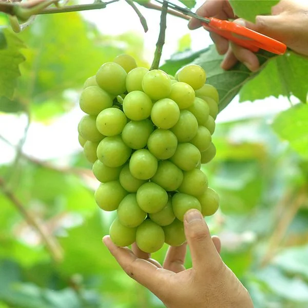 Nho Mỹ Xanh Không Hạt: 7 Lợi Ích Sức Khỏe Bất Ngờ Bạn Chưa Biết