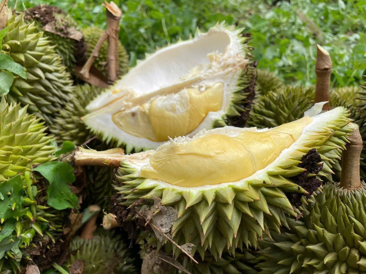 Giá Sầu Riêng Musang King Hôm Nay 11/8/2026 – Bảng Giá Mới Nhất & Xu Hướng Thị Trường