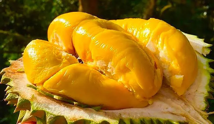 Sầu Riêng: Giá Trị Dinh Dưỡng & 5 Lợi Ích Sức Khỏe Không Ngờ