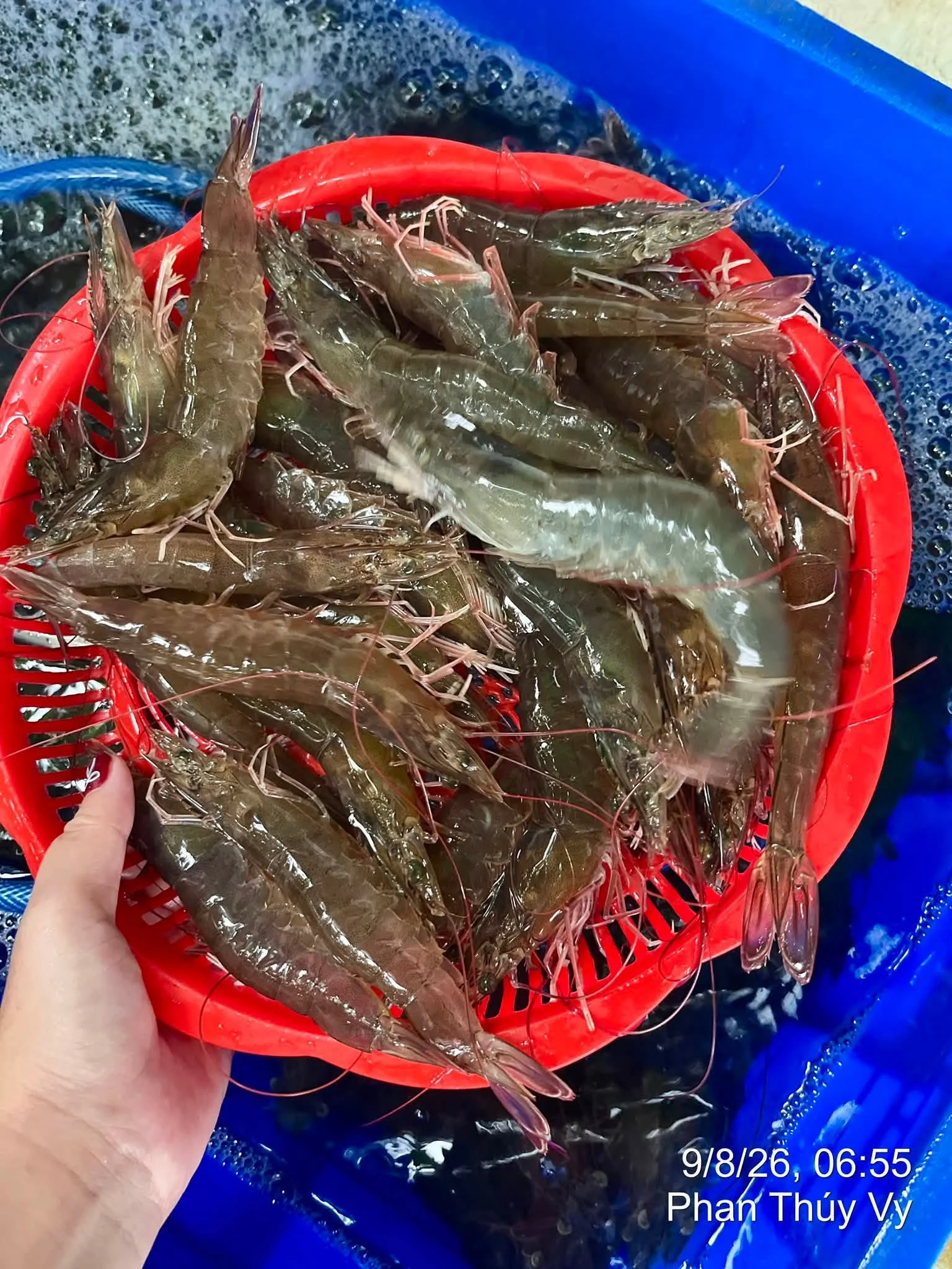 Hải Sản Sạch Không Hóa Chất — Bí Quyết Chọn Mua & Chế Biến Ngon Tại HCM