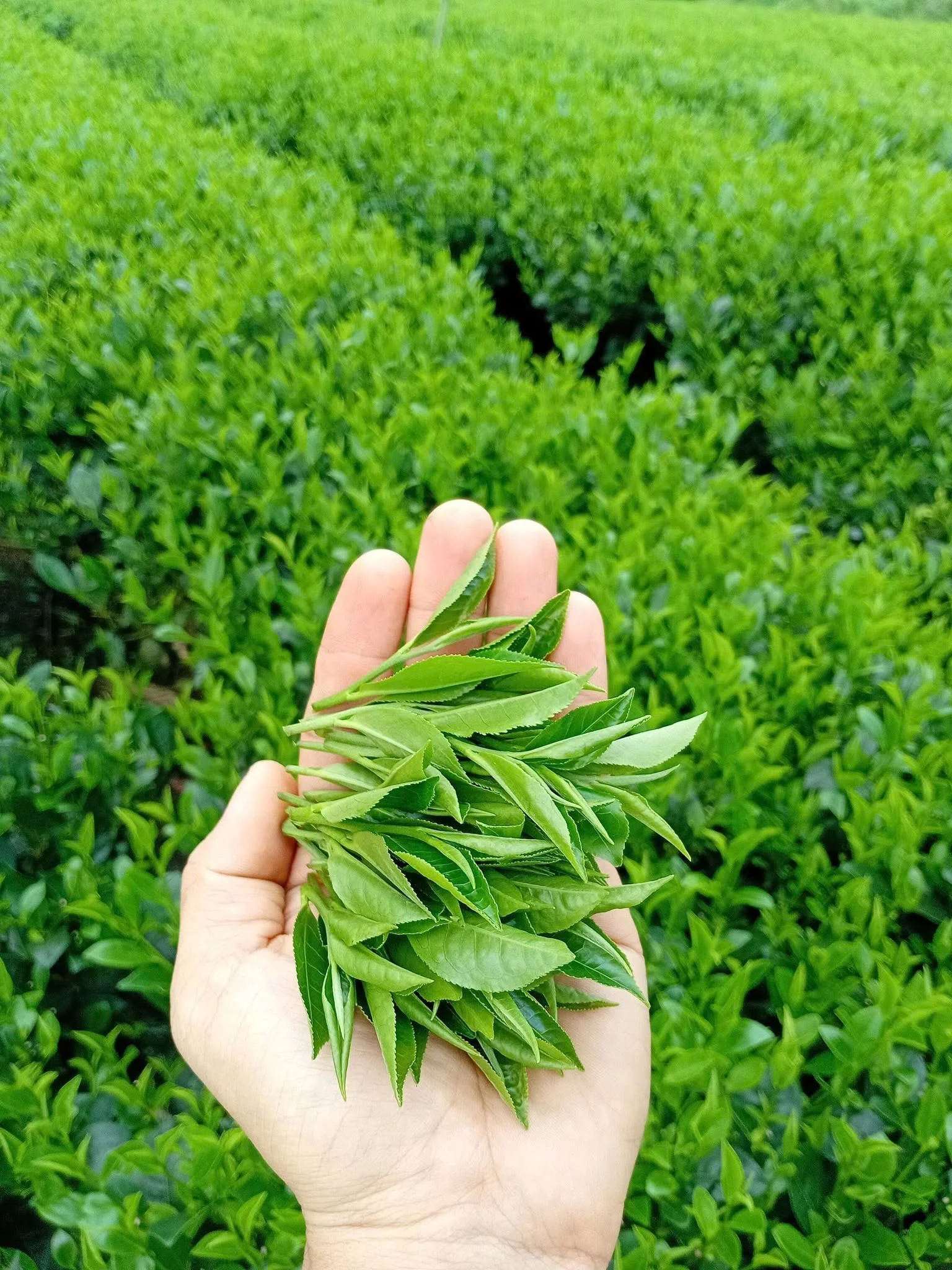 Giá Trà Xanh Thái Nguyên Hôm Nay 31/7/2026 – Bảng Giá Mới Nhất & Phân Tích Thị Trường
