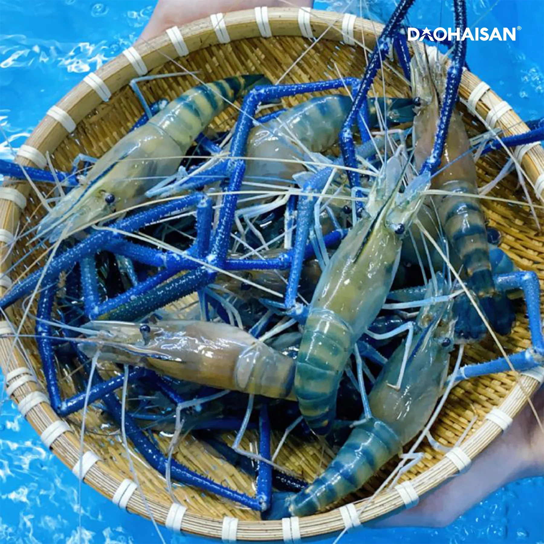 Tôm Càng Xanh Sống — Giá Hôm Nay Tháng 8/2026, Tháng Mấy Ngon Nhất Và 6 Cách Chế Biến