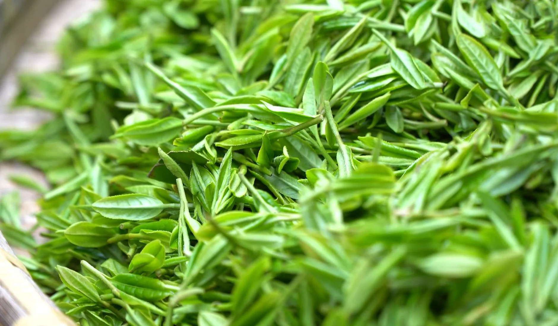 Trà nõn tôm Tân cương thái nguyên hương vị tinh hoa và bảng giá mới