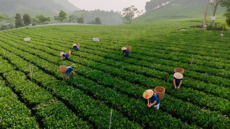 Cửa Hàng Bán Trà TPHCM: Cách Chọn Nơi Mua Trà Ngon, Uy Tín