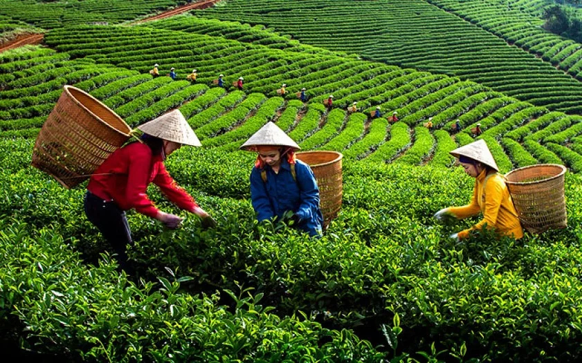 Trà Quà Tết Doanh Nghiệp: Giải Pháp Trà Biếu Khách Hàng Và Đối Tác Sang Trọng, Tinh Tế