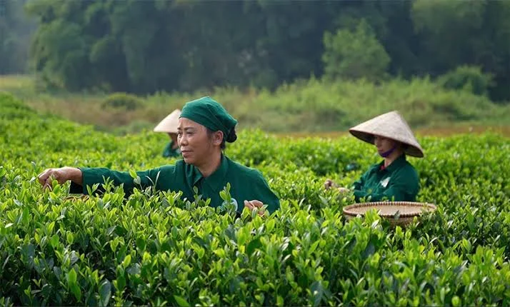 Trà Xanh Tân Cương Thái Nguyên 100g Giá Bao Nhieu? Cập Nhật Bảng Giá Mới Nhất 2026