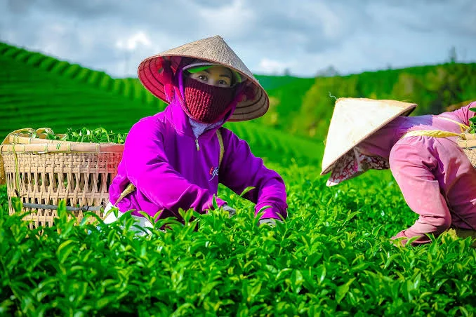 Tìm Nhà Phân Phối Trà Tân Cương & Cung Cấp Trà Xanh Thái Nguyên Uy Tín 2026