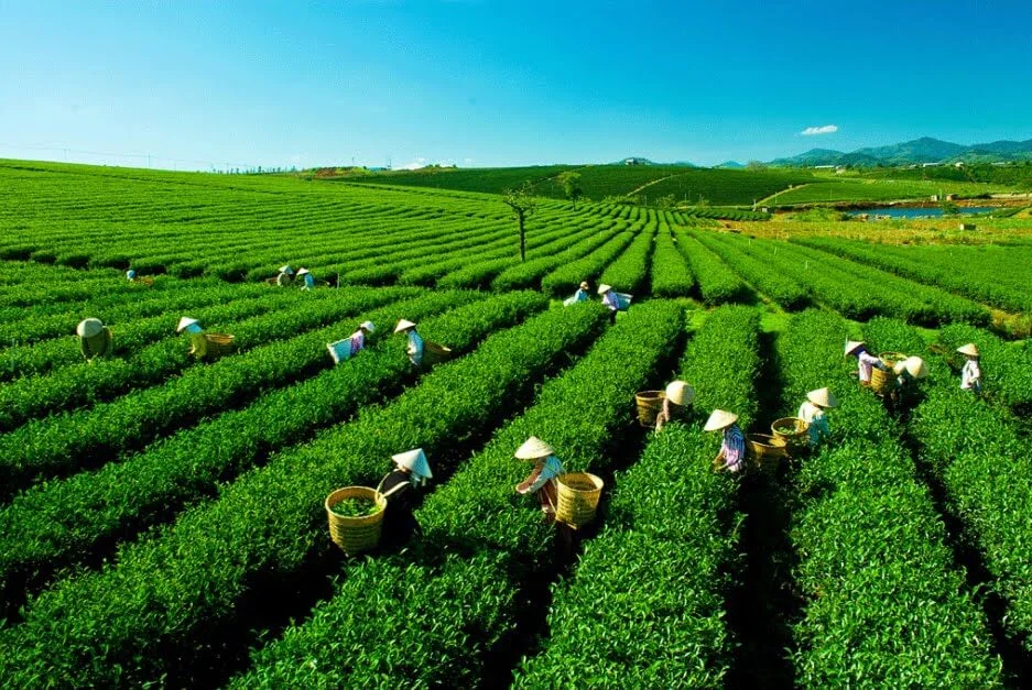 Trà Tân Cương Thái Nguyên Là Gì? Tại Sao Là "Đệ Nhất Danh Trà" Việt Nam?