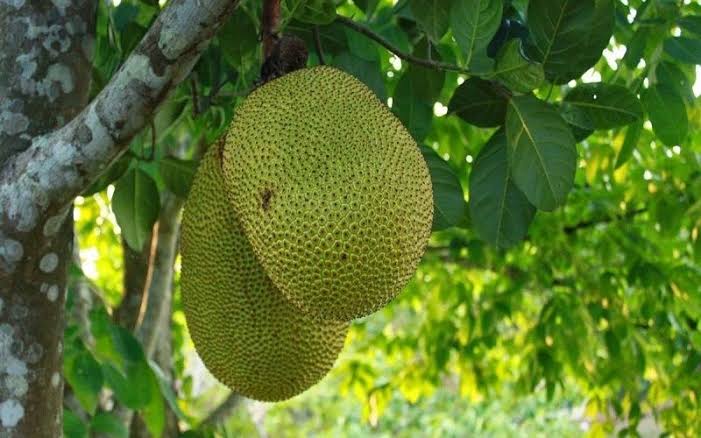 Kỹ Thuật Trồng Mít Thái Siêu Sớm – Chăm Sóc & Thu Hoạch Đạt Năng Suất Cao