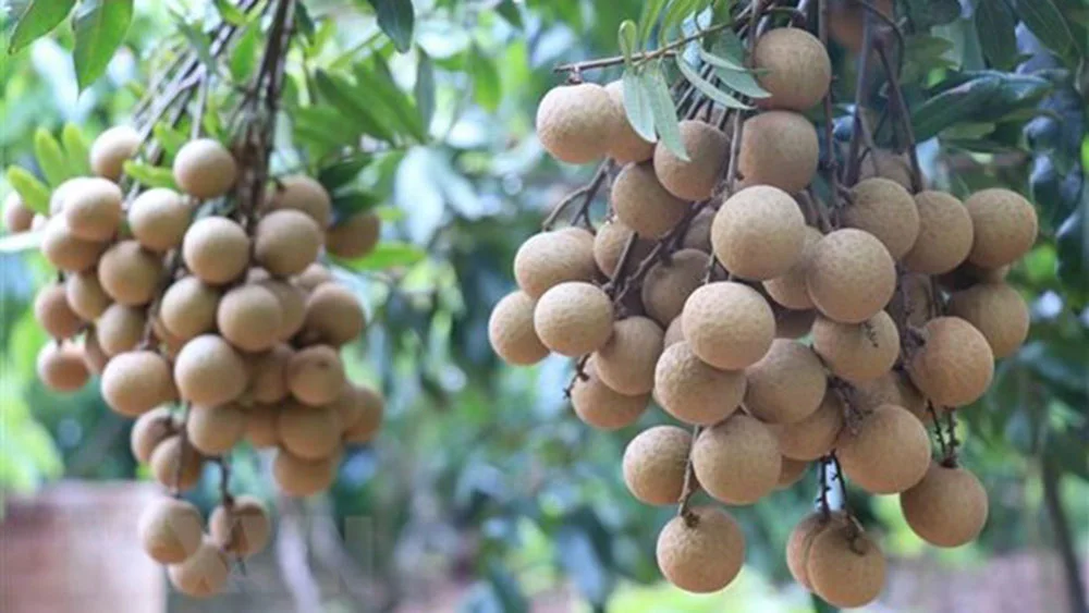Kỹ Thuật Trồng Nhãn Idor, Nhãn Tiêu Da Bò & Xử Lý Ra Hoa Nhãn Đạt Năng Suất Cao
