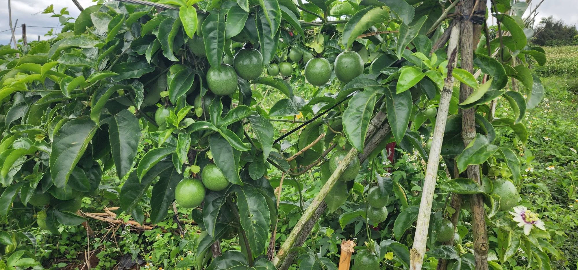 Giá Chanh Dây Hôm Nay 27/8/2026 – Bảng Giá Mới Nhất Tại Chợ, Siêu Thị & Online