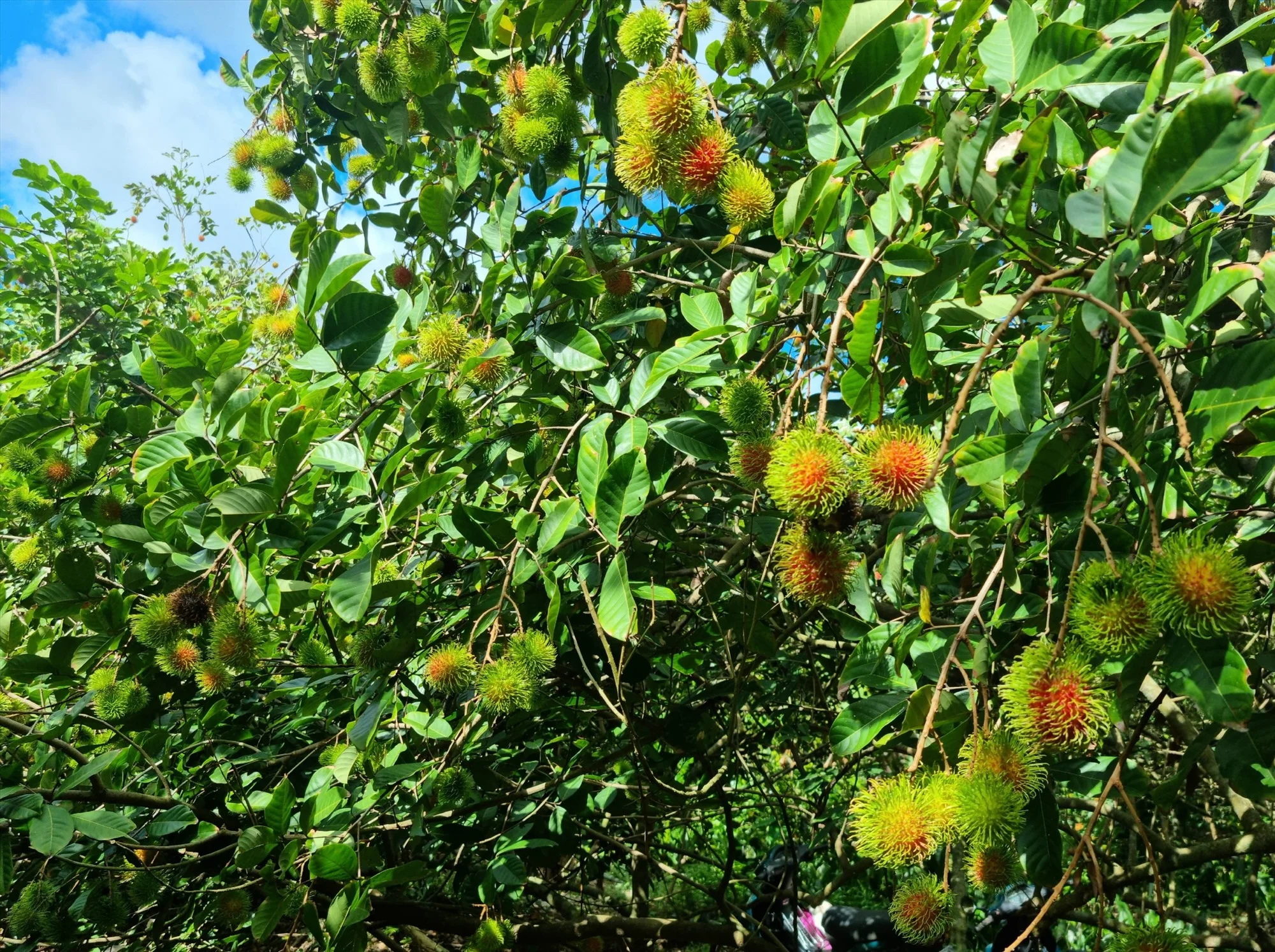 Kỹ Thuật Trồng Chôm Chôm Java & Nhãn Xuồng: Hướng Dẫn Từ A–Z Cho Vườn Năng Suất Cao