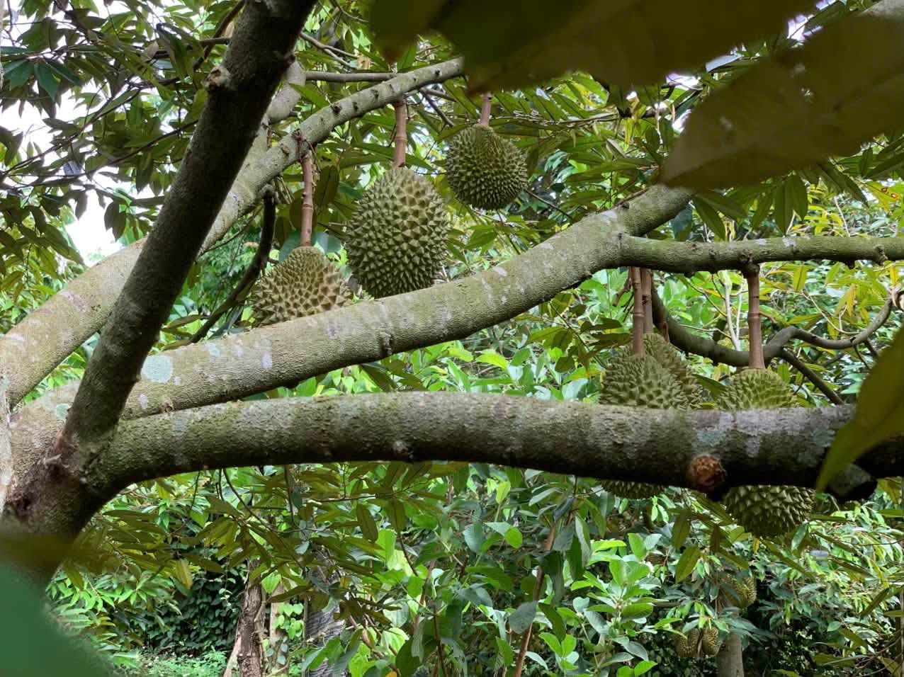 Giá Sầu Riêng Musang King Hôm Nay 4/9/2026 – Bảng Giá Chi Tiết Theo Kênh