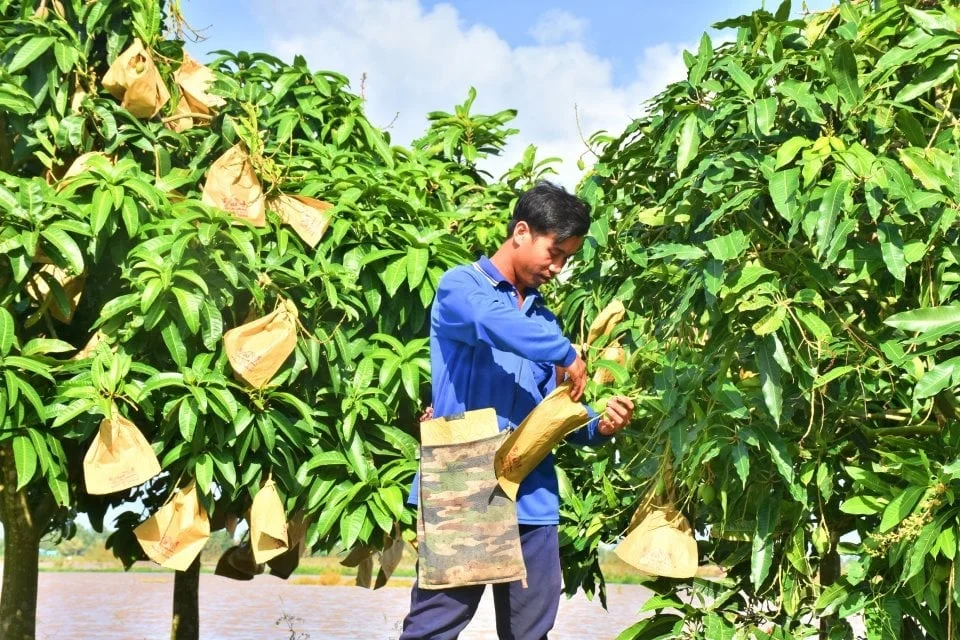 Kỹ Thuật Trồng Xoài Cát Hòa Lộc & Xoài Đài Loan – Hướng Dẫn Từ A Đến Z