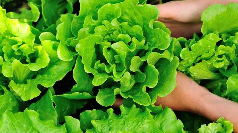 Xà Lách Đà Lạt 10 Loại — Giá Hôm Nay Và Chọn Loại Nào Cho Từng Món?