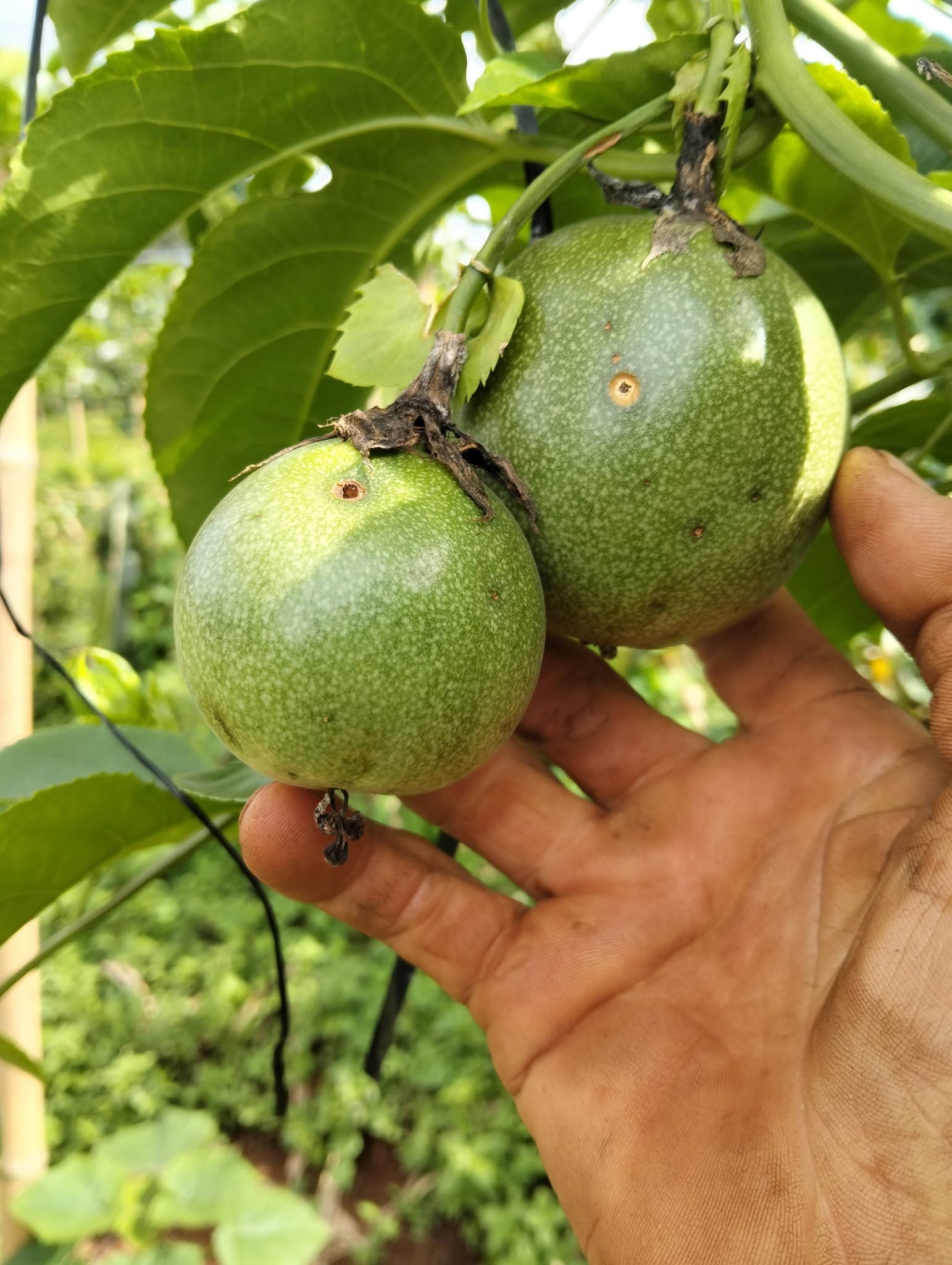 Giá chanh dây hôm nay