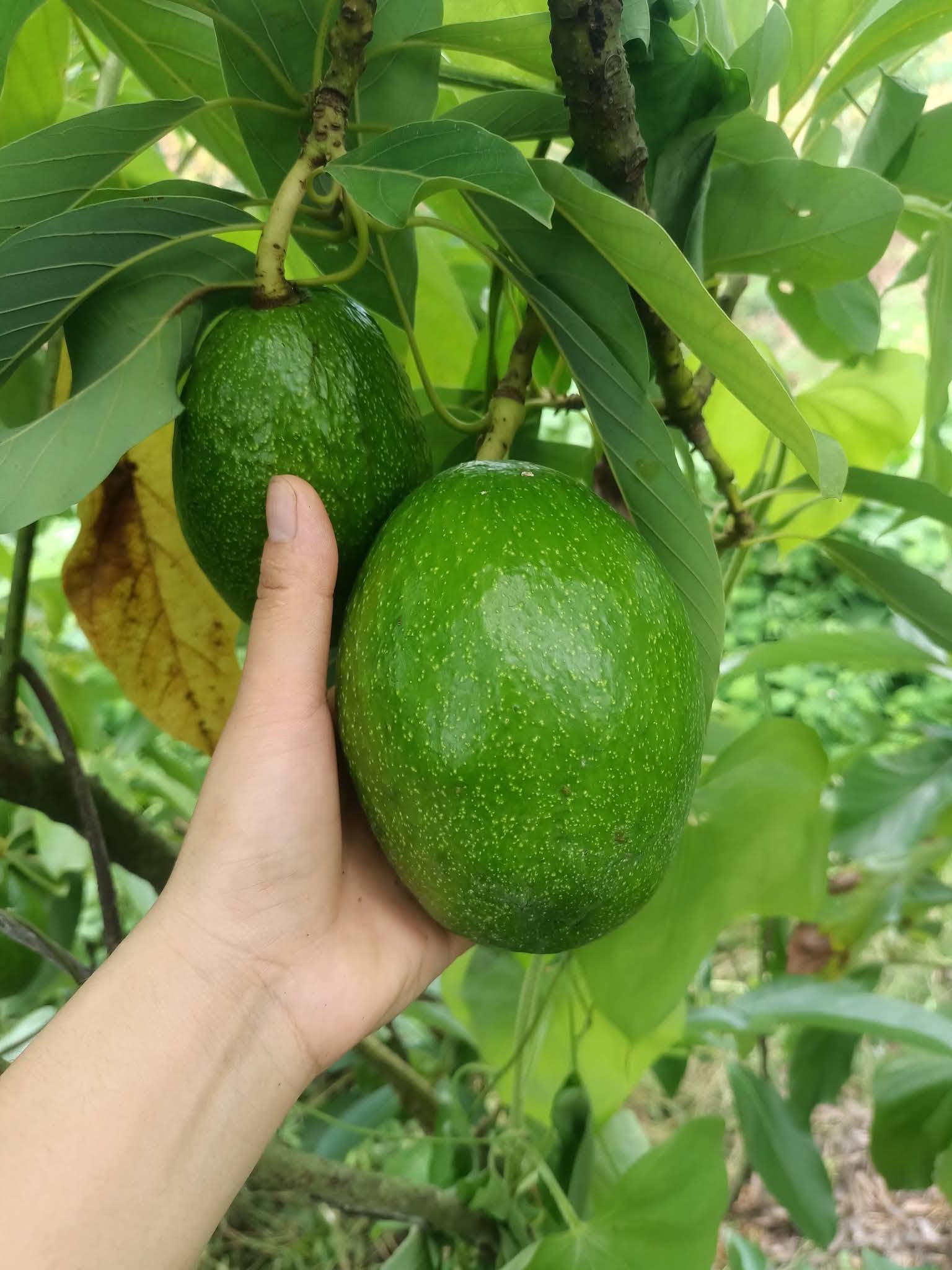bo cu ba