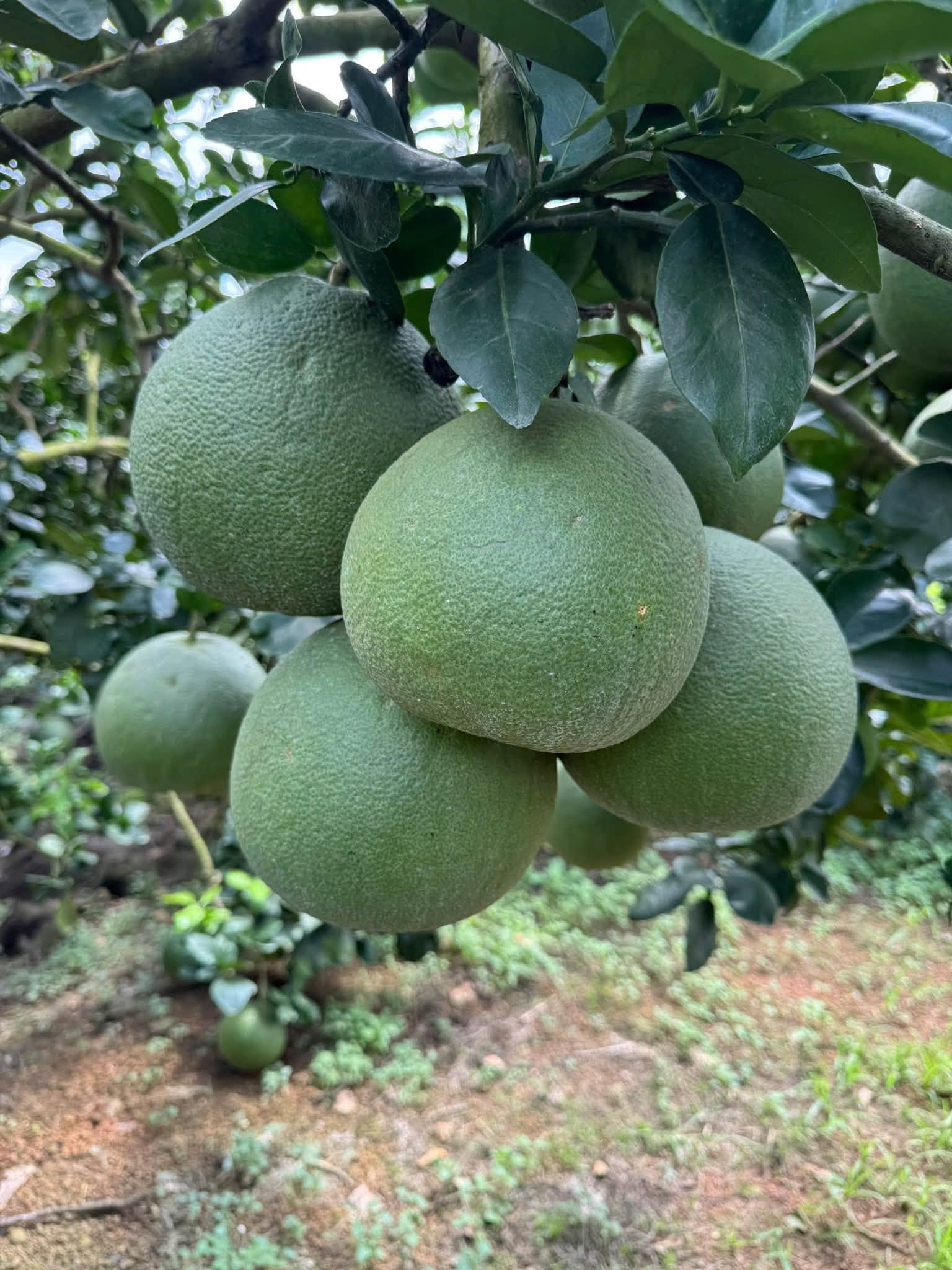 bưởi da xanh