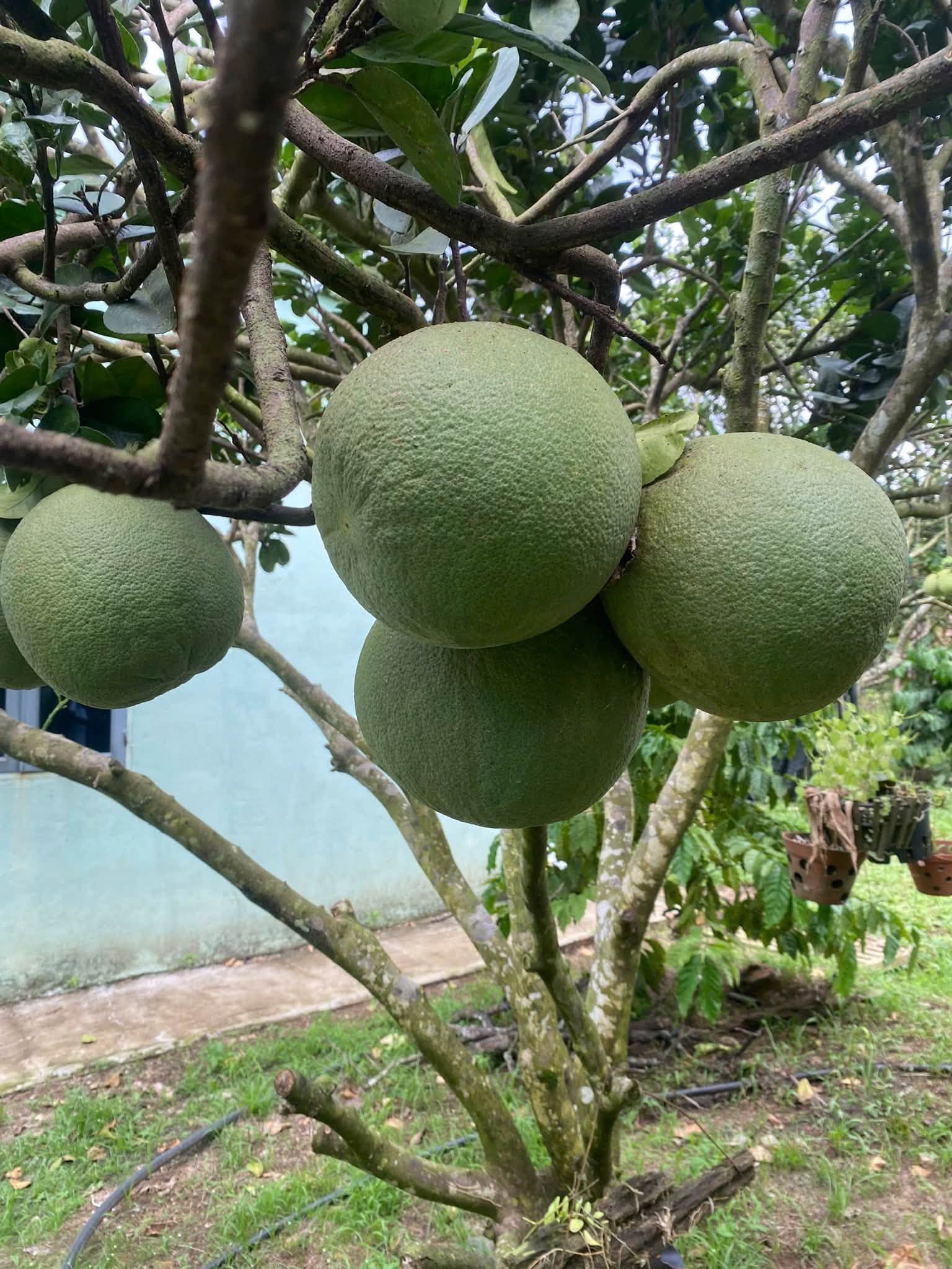 Trồng bưởi da xanh