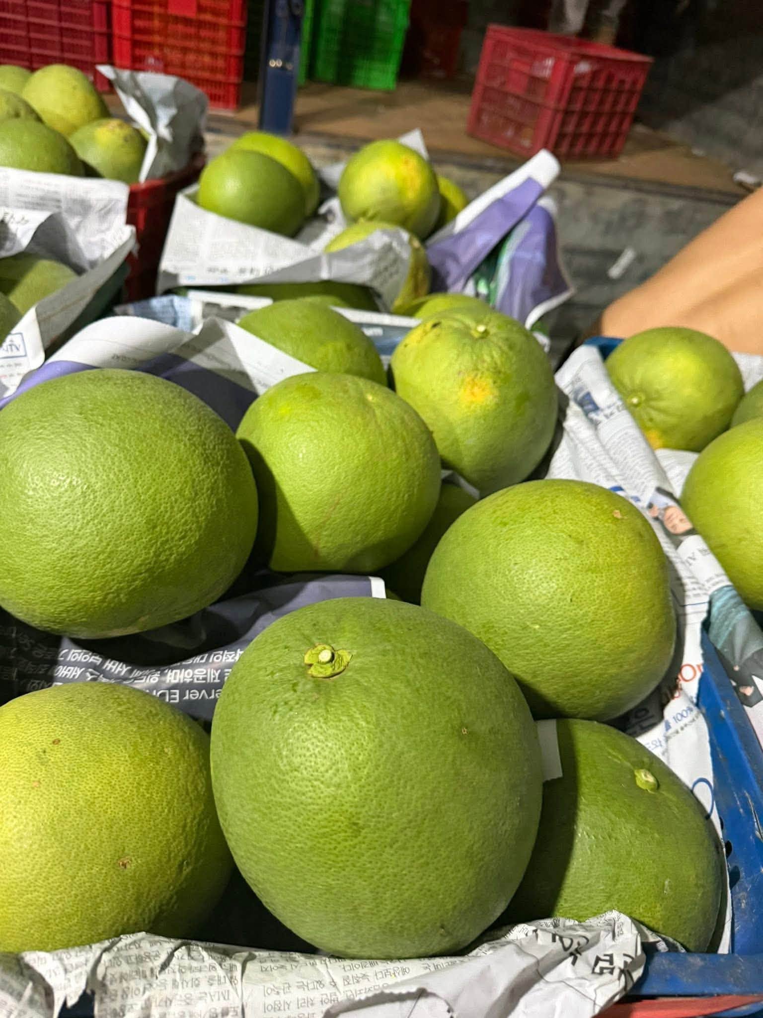 Trồng bưởi da xanh
