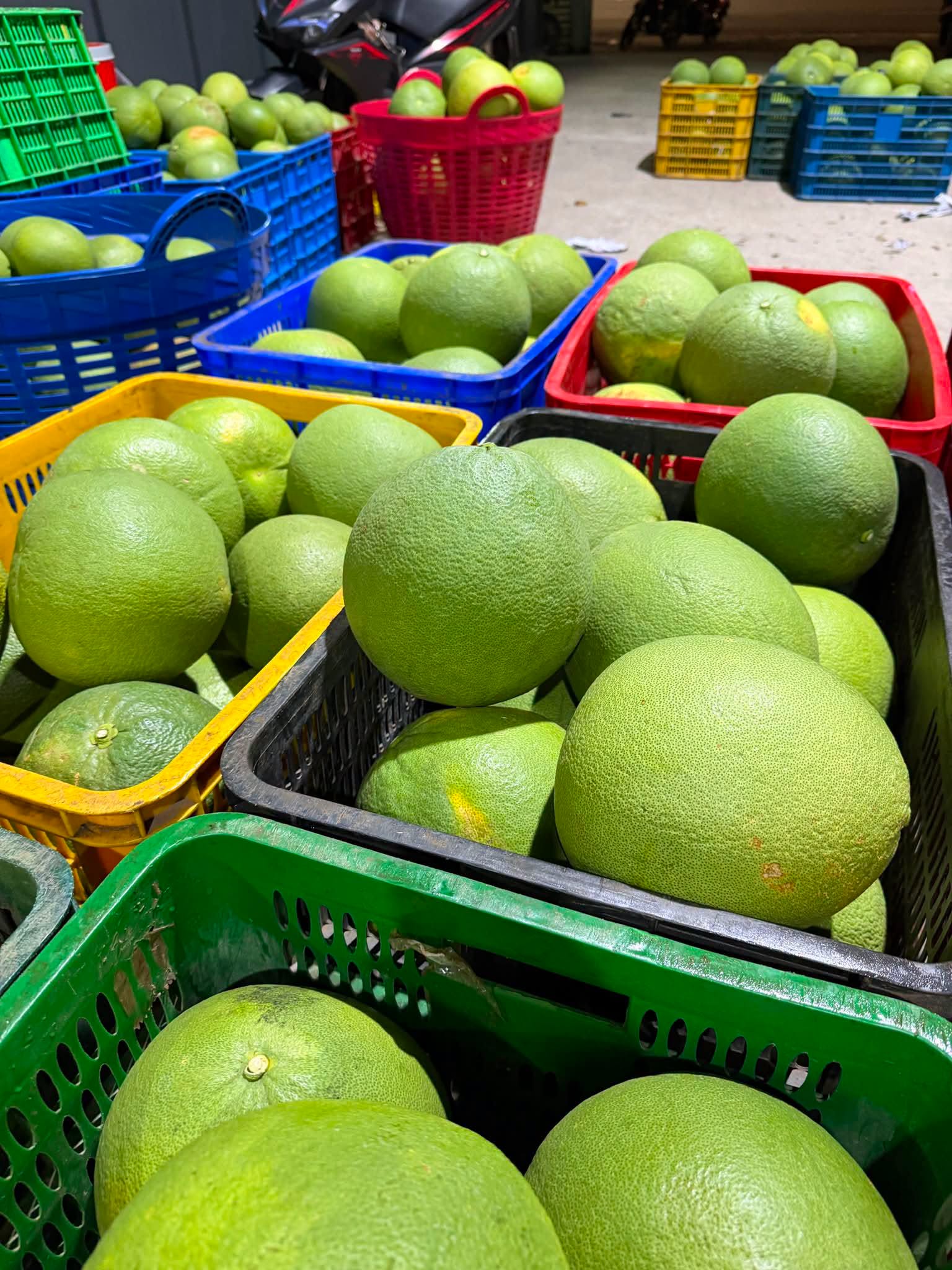 Trồng bưởi da xanh