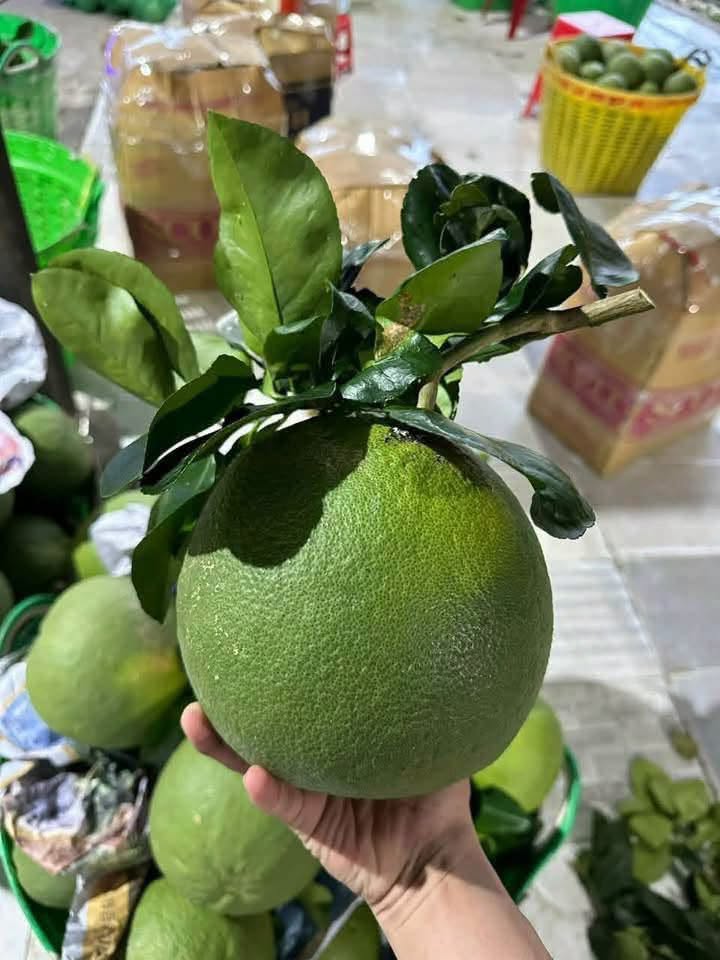 Trồng bưởi da xanh