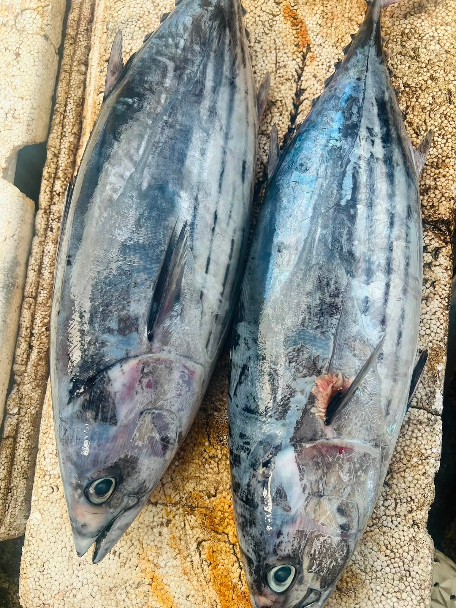 cá ngừ