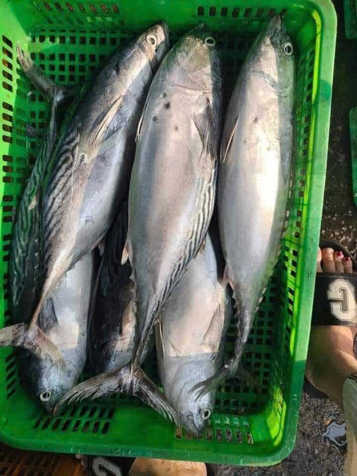 cá ngừ