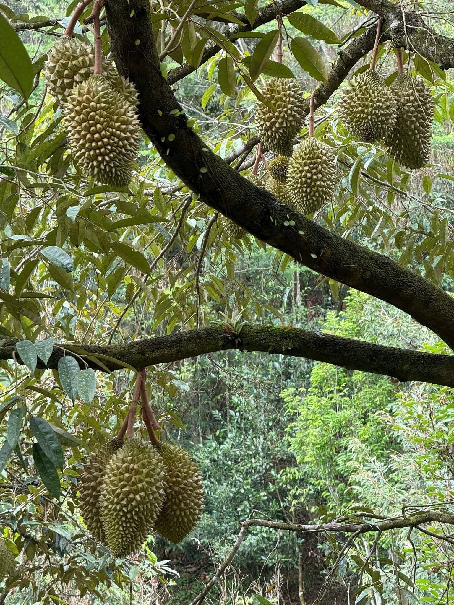 trồng sầu riêng