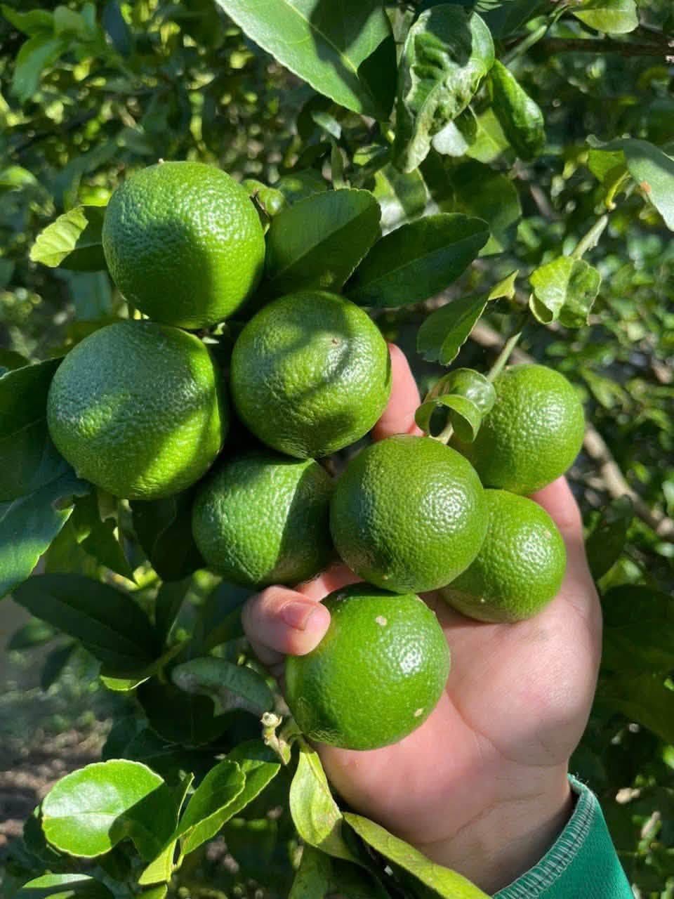 giá chanh không hạt hôm nay