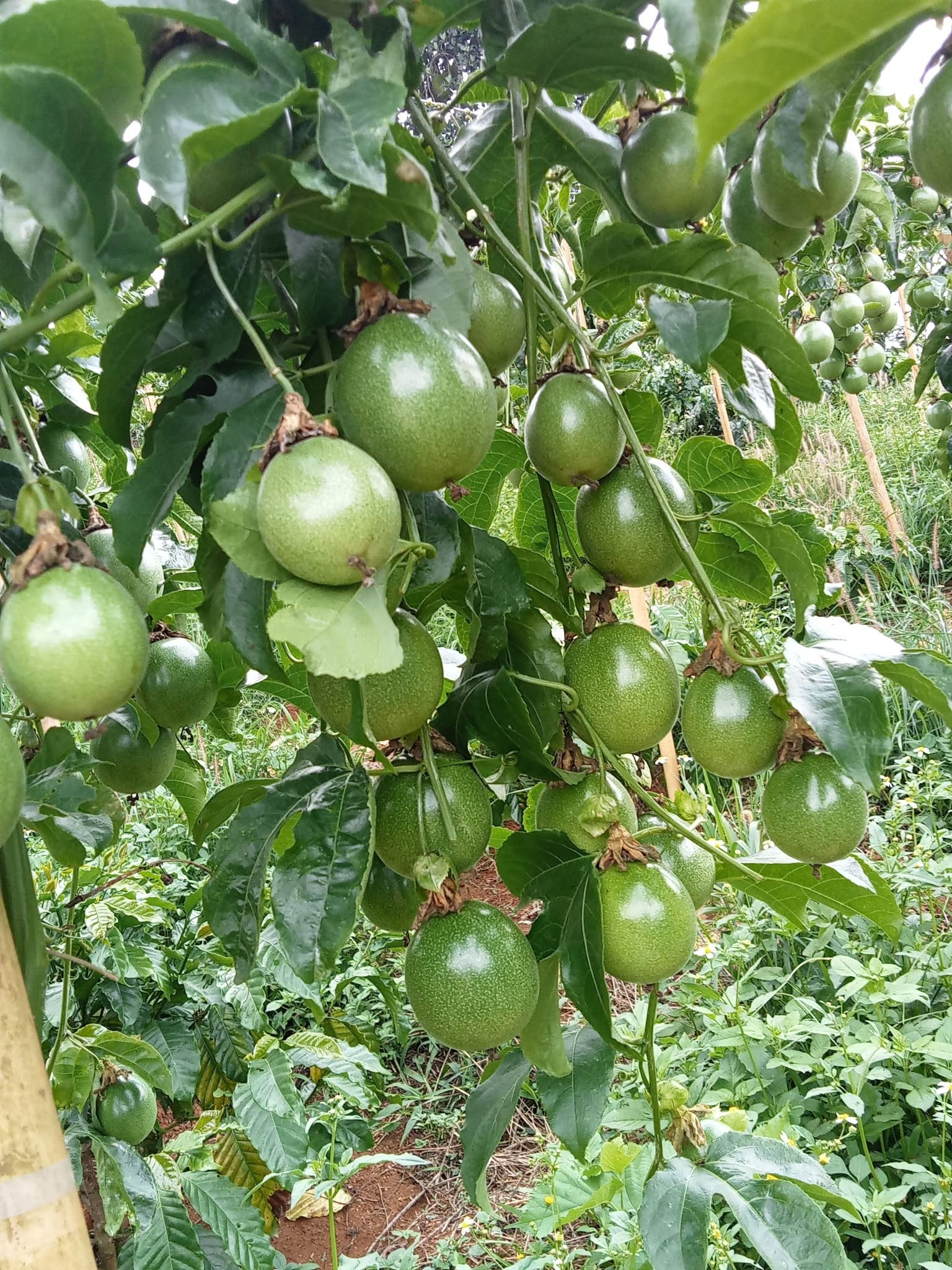 giá chanh dây