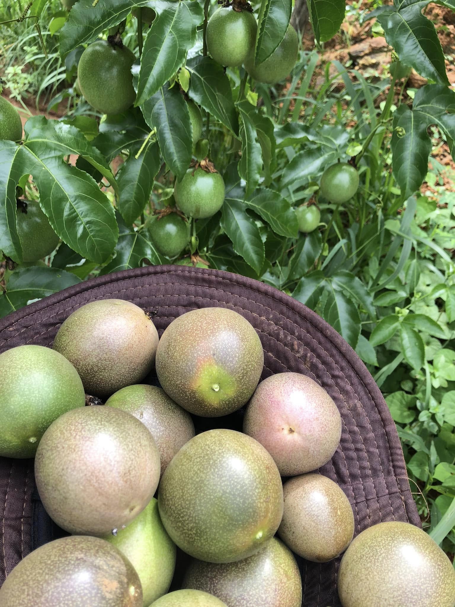 Giá chanh dây hôm nay
