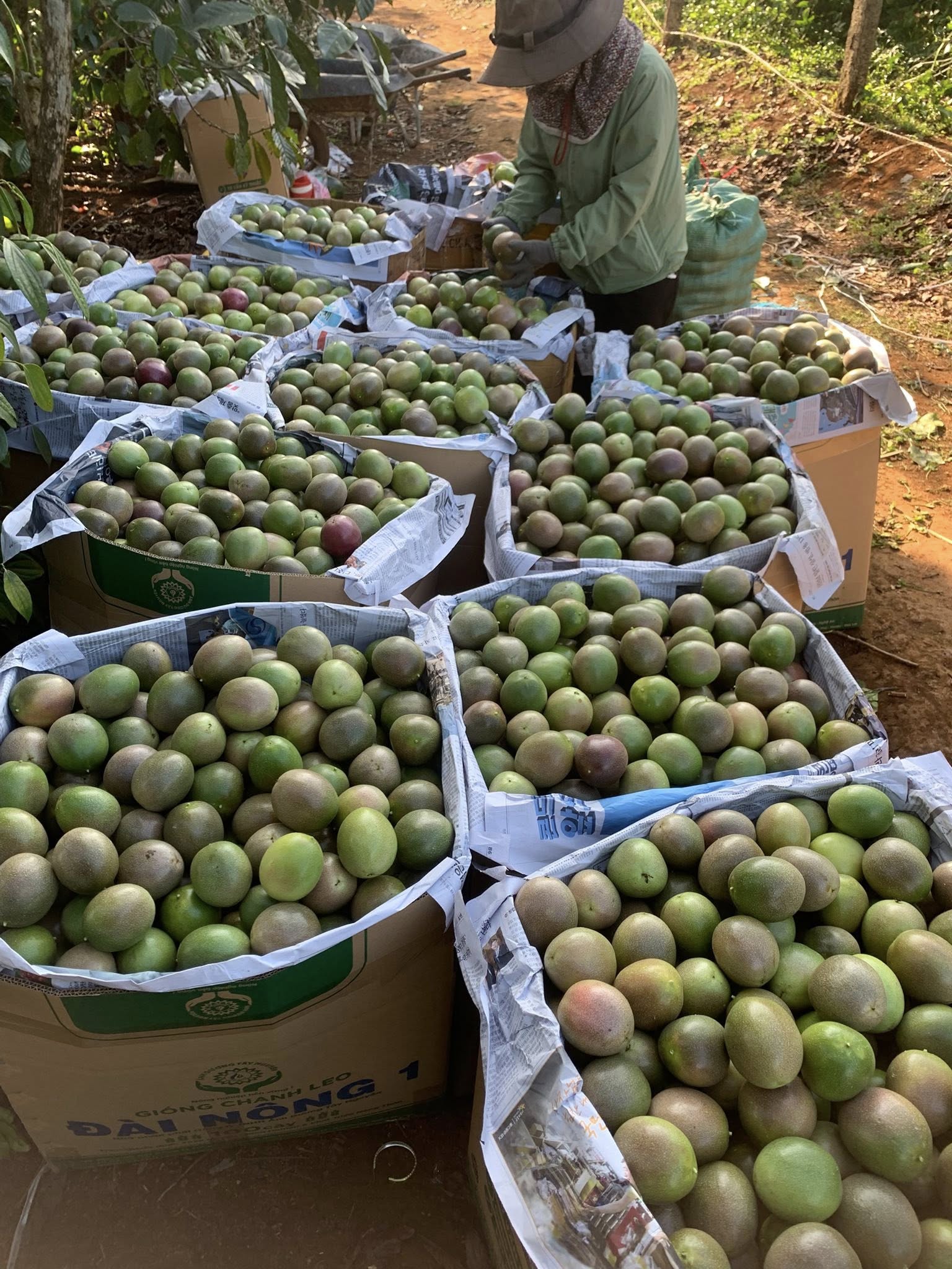 giá chanh dây